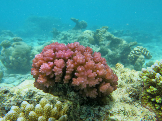  Pocillopora damicornis (Cauliflower Coral, Lace Coral)